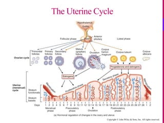 Copyright © John Wiley & Sons, Inc. All rights reserved.
The Uterine Cycle
 