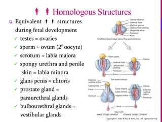 Copyright © John Wiley & Sons, Inc. All rights reserved.
 Equivalent  structures
during fetal development
 testes ≈ ovaries
 sperm ≈ ovum (2o
oocyte)
 scrotum ≈ labia majora
 spongy urethra and penile
skin ≈ labia minora
 glans penis ≈ clitoris
 prostate gland ≈
paraurethral glands
 bulbourethral glands ≈
vestibular glands
Homologous Structures
 