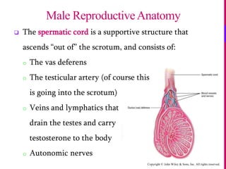 Copyright © John Wiley & Sons, Inc. All rights reserved.
 The spermatic cord is a supportive structure that
ascends “out of” the scrotum, and consists of:
o The vas deferens
o The testicular artery (of course this
is going into the scrotum)
o Veins and lymphatics that
drain the testes and carry
testosterone to the body
o Autonomic nerves
Male ReproductiveAnatomy
 