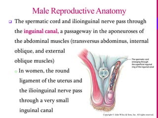 Copyright © John Wiley & Sons, Inc. All rights reserved.
 The spermatic cord and ilioinguinal nerve pass through
the inguinal canal, a passageway in the aponeuroses of
the abdominal muscles (transversus abdominus, internal
oblique, and external
oblique muscles)
o In women, the round
ligament of the uterus and
the ilioinguinal nerve pass
through a very small
inguinal canal
Male ReproductiveAnatomy
 