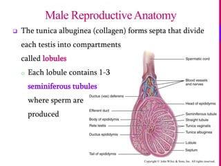 Copyright © John Wiley & Sons, Inc. All rights reserved.
 The tunica albuginea (collagen) forms septa that divide
each testis into compartments
called lobules
o Each lobule contains 1-3
seminiferous tubules
where sperm are
produced
Male ReproductiveAnatomy
 