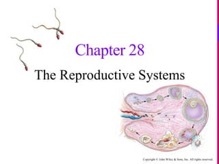 Copyright © John Wiley & Sons, Inc. All rights reserved.
Chapter 28
The Reproductive Systems
 