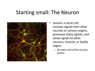 Starting small: The Neuron
• neuron: a nerve cell;
receives signals from other
neurons or sensory organs,
processes these signals, and
sends signals to other
neurons, muscles, or bodily
organs
– the basic unit of the nervous
system
 