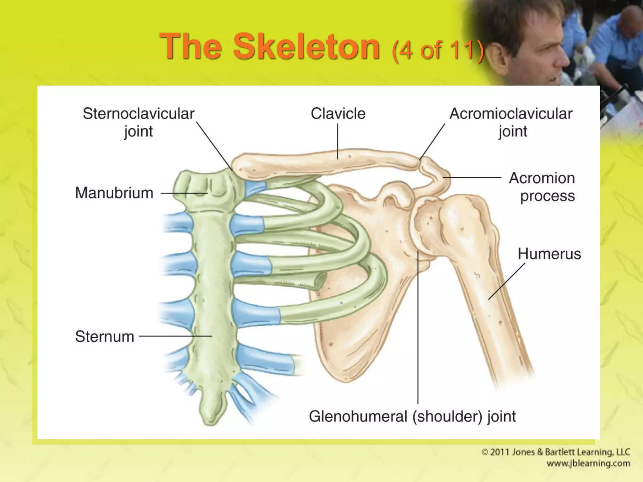 The Skeleton (4 of 11)
 