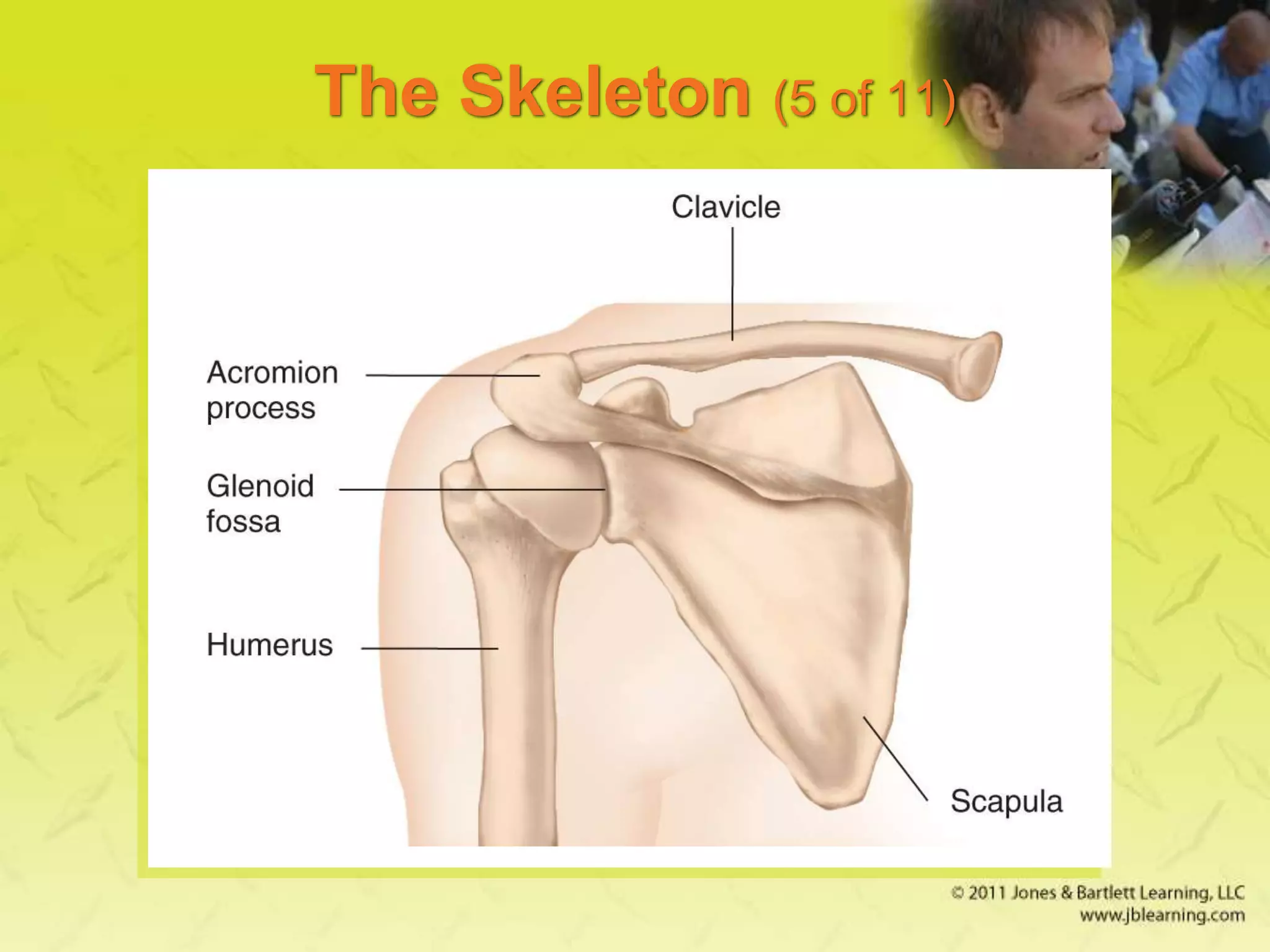The Skeleton (5 of 11)
 