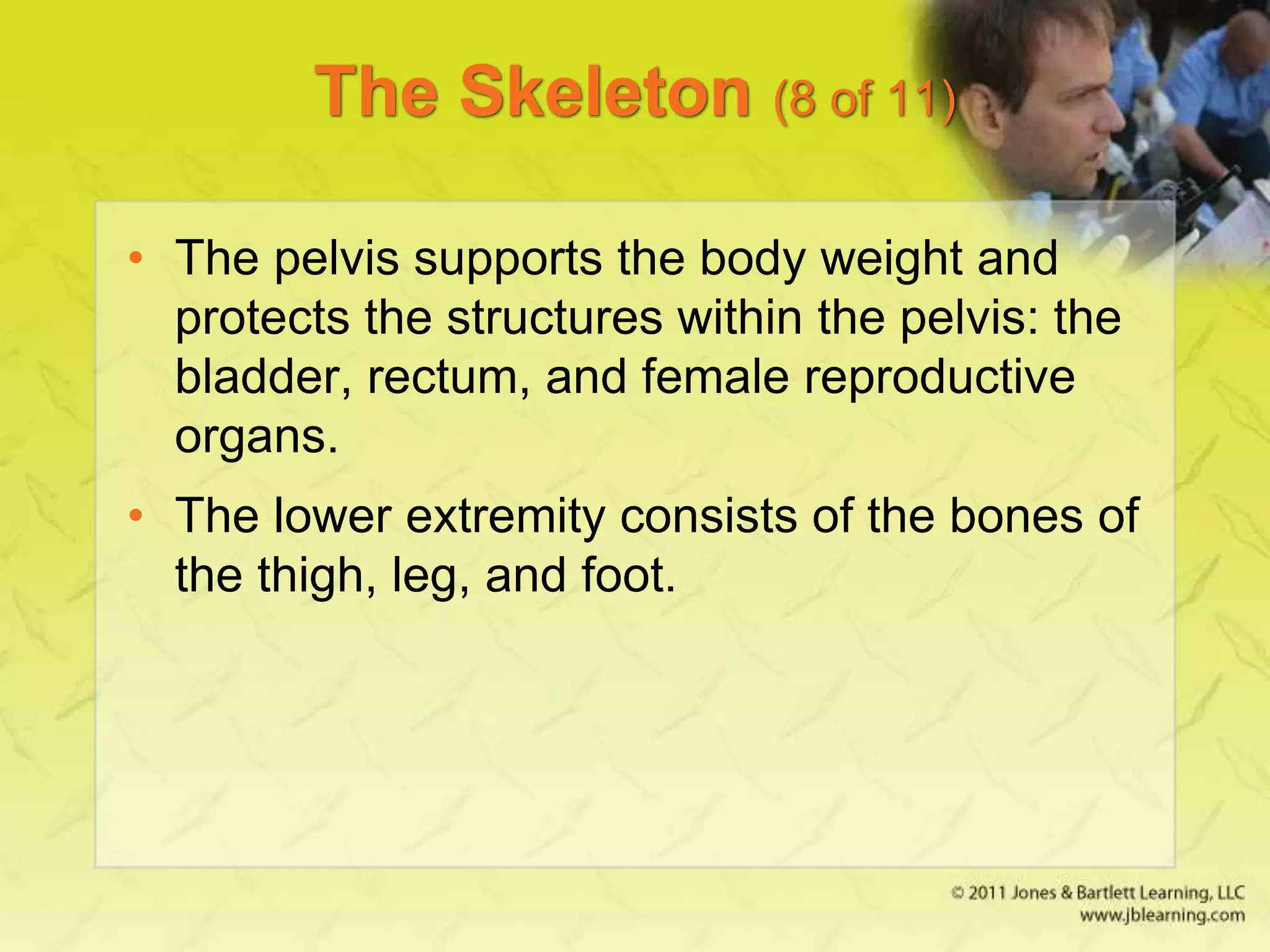 The Skeleton (8 of 11)
• The pelvis supports the body weight and
protects the structures within the pelvis: the
bladder, rectum, and female reproductive
organs.
• The lower extremity consists of the bones of
the thigh, leg, and foot.
 