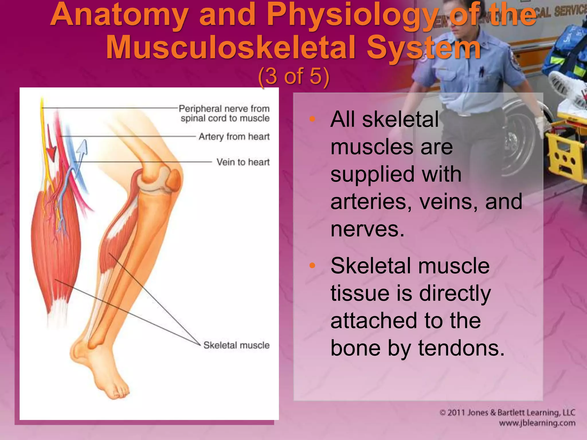 Anatomy and Physiology of the
Musculoskeletal System
(3 of 5)
• All skeletal
muscles are
supplied with
arteries, veins, and
nerves.
• Skeletal muscle
tissue is directly
attached to the
bone by tendons.
 