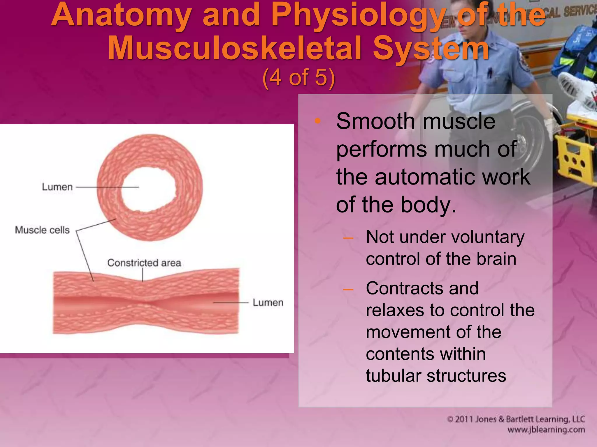 Anatomy and Physiology of the
Musculoskeletal System
(4 of 5)
• Smooth muscle
performs much of
the automatic work
of the body.
– Not under voluntary
control of the brain
– Contracts and
relaxes to control the
movement of the
contents within
tubular structures
 