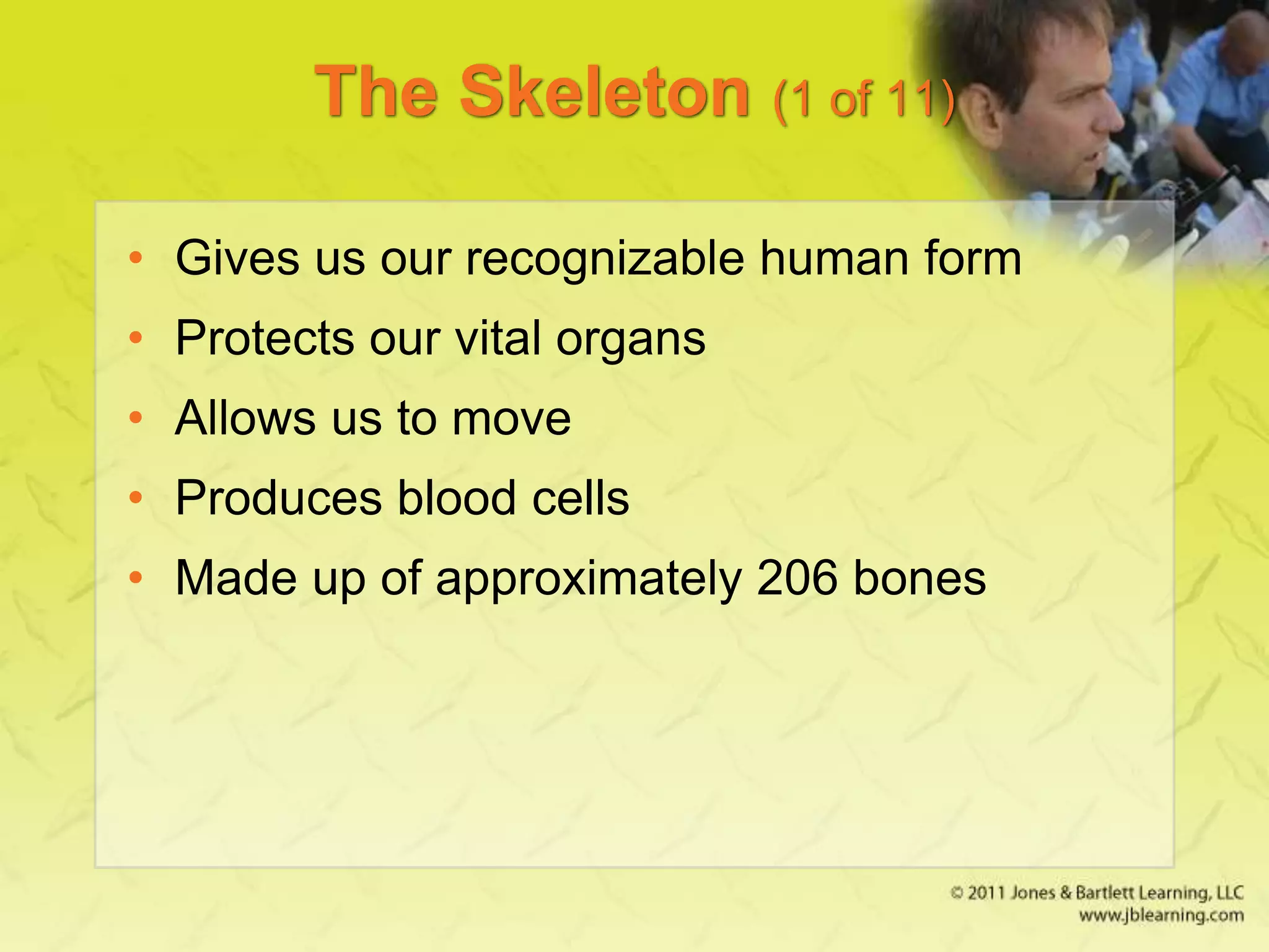 The Skeleton (1 of 11)
• Gives us our recognizable human form
• Protects our vital organs
• Allows us to move
• Produces blood cells
• Made up of approximately 206 bones
 
