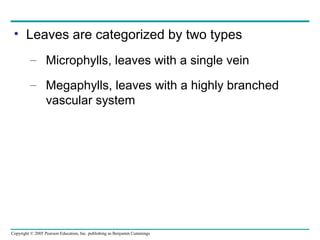 Microphyll Function Chapter29 plant diversiy i | PPT