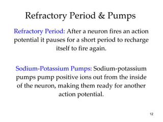 Refractory Period & Pumps  Refractory Period:  After a neuron fires an action potential it pauses for a short period to recharge itself to fire again. Sodium-Potassium Pumps:  Sodium-potassium pumps pump positive ions out from the inside of the neuron, making them ready for another action potential. 