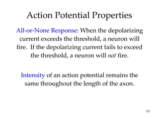 Action Potential Properties All-or-None Response:  When the depolarizing current exceeds the threshold, a neuron will fire.  If the depolarizing current fails to exceed the threshold, a neuron will  not  fire. Intensity  of an action potential remains the same throughout the length of the axon. 