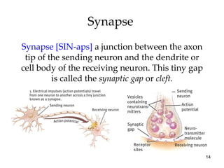 Synapse  Synapse [SIN-aps]   a   junction between the axon tip of the sending neuron and the dendrite or cell body of the receiving neuron. This tiny gap is called the  synaptic gap  or  cleft. 