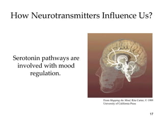 How Neurotransmitters Influence Us? Serotonin pathways are involved with mood regulation.  From  Mapping the Mind,  Rita Carter, © 1989 University of California Press 