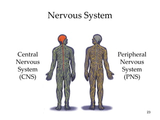 Nervous System Central Nervous System (CNS) Peripheral Nervous System (PNS) 