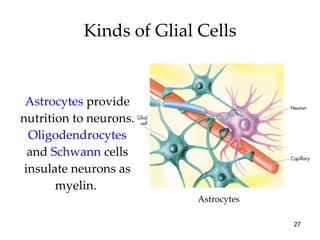 Kinds of Glial Cells Astrocytes  provide nutrition to neurons.  Oligodendrocytes  and  Schwann  cells insulate neurons as myelin.  Astrocytes 