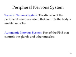 Peripheral Nervous System Somatic Nervous System:   The division of the peripheral nervous system that controls the body’s skeletal muscles. Autonomic Nervous System:  Part of the PNS that controls the glands and other muscles. 