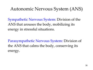 Autonomic Nervous System (ANS) Sympathetic Nervous System:  Division of the ANS that arouses the body, mobilizing its energy in stressful situations. Parasympathetic Nervous System:  Division of the ANS that calms the body, conserving its energy. 