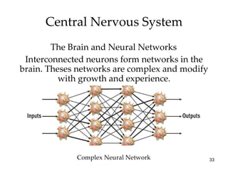 Central Nervous System The Brain and Neural Networks Complex Neural Network Interconnected neurons form networks in the brain. Theses networks are complex and modify with growth and experience. 
