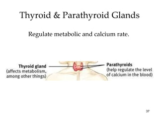 Thyroid & Parathyroid Glands Regulate metabolic and calcium rate.  