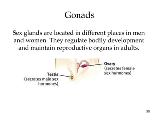 Gonads Sex glands are located in different places in men and women. They regulate bodily development and maintain reproductive organs in adults. 