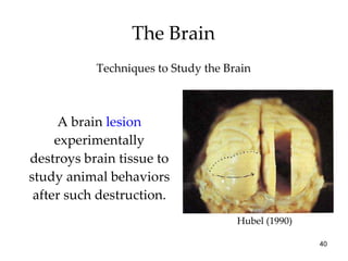 The Brain A brain  lesion  experimentally destroys brain tissue to study animal behaviors after such destruction. Techniques to Study the Brain Hubel (1990) 