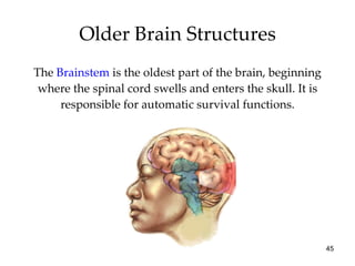 Older Brain Structures The  Brainstem   is   the oldest part of the brain, beginning where the spinal cord swells and enters the skull. It is responsible for automatic survival functions. 