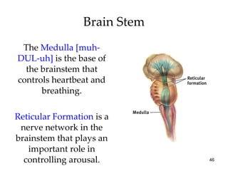 Brain Stem The  Medulla [muh-DUL-uh]  is the base of the brainstem that controls heartbeat and breathing. Reticular Formation   is   a nerve network in the brainstem that plays an important role in controlling arousal. 