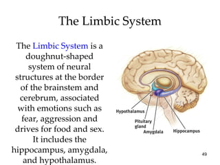 The  Limbic System   is   a doughnut-shaped system of neural structures at the border of the brainstem and cerebrum, associated with emotions such as fear, aggression and drives for food and sex. It includes the hippocampus, amygdala, and hypothalamus. The Limbic System 