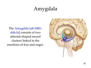 Amygdala The  Amygdala [ah-MIG-dah-la]  consists of two almond-shaped neural clusters linked to the emotions of fear and anger. 