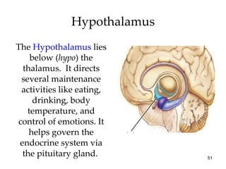 Hypothalamus The  Hypothalamus  lies below ( hypo ) the thalamus.  It directs several maintenance activities like eating, drinking, body temperature, and control of emotions. It helps govern the endocrine system via the pituitary gland.  