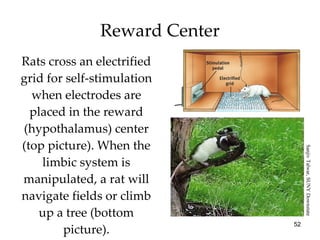 Rats cross an electrified grid for self-stimulation when electrodes are placed in the reward (hypothalamus) center (top picture). When the limbic system is manipulated, a rat will navigate fields or climb up a tree (bottom picture). Reward Center Sanjiv Talwar, SUNY Downstate 