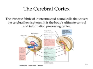 The Cerebral Cortex The intricate fabric of interconnected neural cells that covers the cerebral hemispheres. It is the body’s ultimate control and information processing center. 
