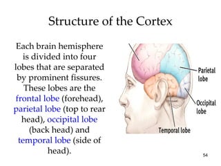 Structure of the Cortex Each brain hemisphere is divided into four lobes that are separated by prominent fissures. These lobes are the  frontal lobe  (forehead),  parietal lobe  (top to rear head),  occipital lobe  (back head) and  temporal lobe  (side of head). 