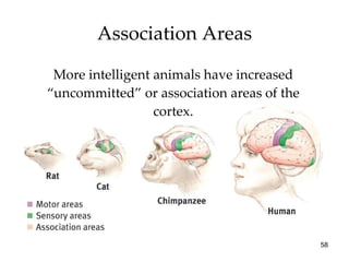 More intelligent animals have increased “uncommitted” or association areas of the cortex. Association Areas 