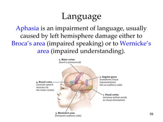 Language Aphasia   is an impairment of language, usually caused by left hemisphere damage either to  Broca’s area  (impaired speaking) or to  Wernicke’s area  (impaired understanding). 
