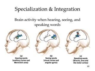 Specialization & Integration Brain activity when hearing, seeing, and speaking words 