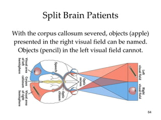 Split Brain Patients With the corpus callosum severed, objects (apple) presented in the right visual field can be named. Objects (pencil) in the left visual field cannot. 