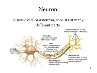 Neuron  A nerve cell, or a neuron, consists of many different parts. 