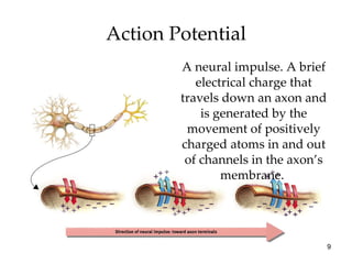Action Potential A neural impulse. A brief electrical charge that travels down an axon and is generated by the movement of positively charged atoms in and out of channels in the axon’s membrane.  