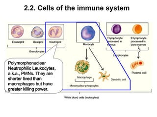 Polymorphonuclear Function Chapter 2 Basic immunology ppts DZ 2010.ppt