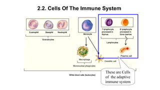2.2. Cells of the immune system
Source: Immunobiology 2001, 5th
ed
 