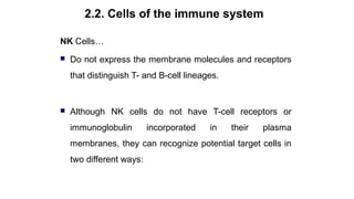 Lymphocyte recirculation
2.2. Cells of the immune system
Source: Kuby immunology 2007, 5th
ed
 