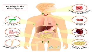 Major Organs of the
Immune System:
 