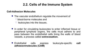 2.2. Cells of the immune system
Neutrophil Extravasation
Source: Kuby immunology 2007, 5th
ed
 