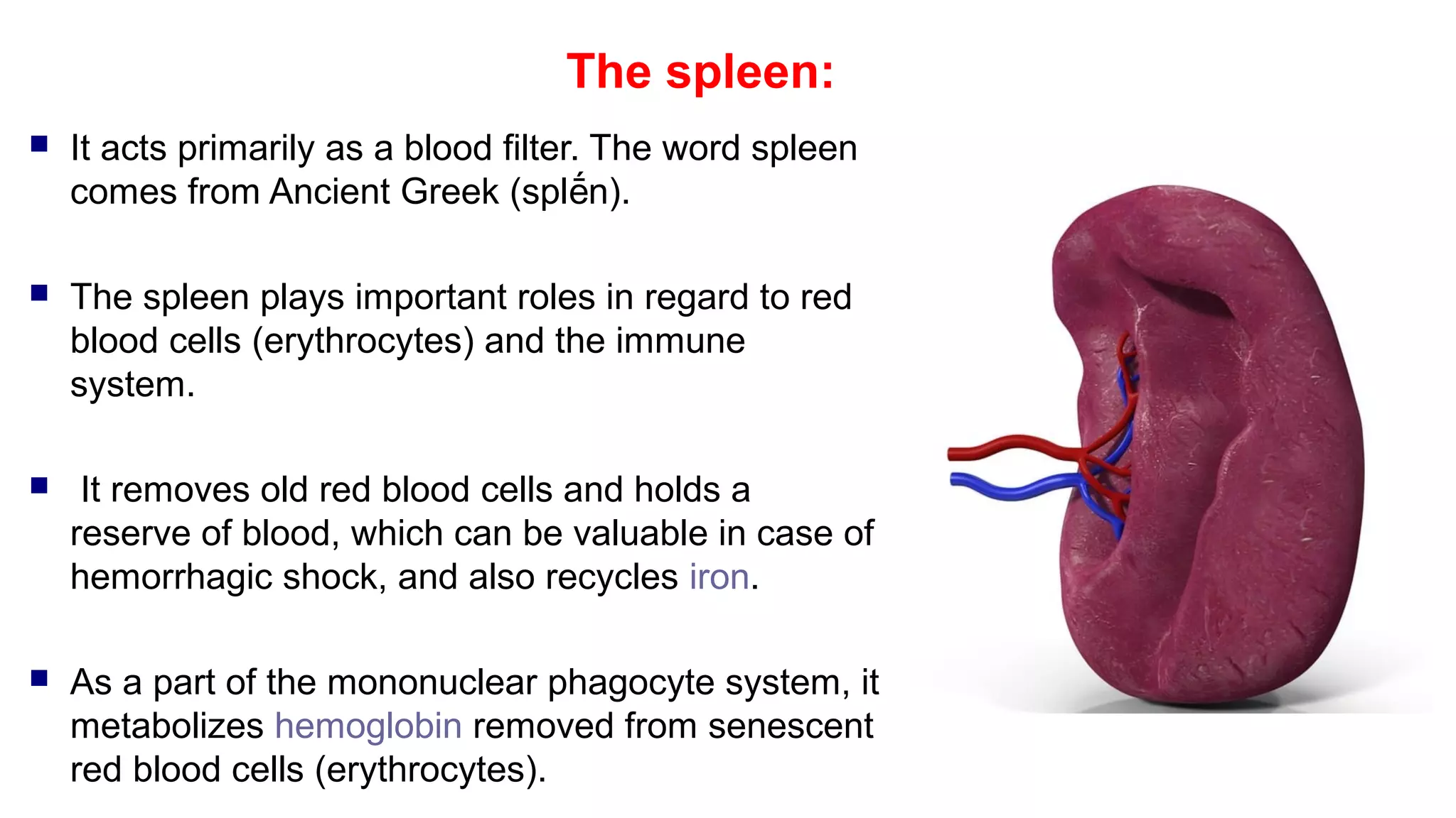 Chapter 2 Basic Immunology ( Cells & Organs) | PPT