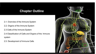 2.1. Overview of the Immune System
2.2. Organs of the Immune System
2.3 Cells of the Immune System
2.4 Classification of C...