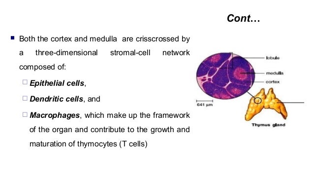 basic immunology abbas notes chapter 1 basic immunology abbas notes chapter 1