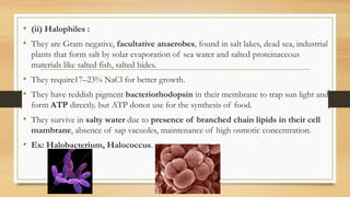 • (ii) Halophiles :
• They are Gram negative, facultative anaerobes, found in salt lakes, dead sea, industrial
plants that form salt by solar evaporation of sea water and salted proteinaceous
materials like salted fish, salted hides.
• They require17–23% NaCl for better growth.
• They have reddish pigment bacteriorhodopsin in their membrane to trap sun light and
form ATP directly. but ATP donot use for the synthesis of food.
• They survive in salty water due to presence of branched chain lipids in their cell
mambrane, absence of sap vacuoles, maintenance of high osmotic concentration.
• Ex: Halobacterium, Halococcus.
 
