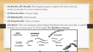• (ii) Bacillus (Pl. Bacilli) : Rod shaped/cigarette shaped with blunt ends and
motile/nonmotile. It is most common shape.
• (1) Monobacillus : Occurs singly.
• (2) Diplobacilli : Occur in pair.
• (3) Streptobacilli : Occur in chains.
• (iii) Spiral : They are elongated, spiral shaped, flagellated and cork screw like. A spirillum
contains one or more turns 10–50 m length. Ex: Spirillum volutans.
 